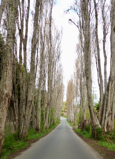 Lombardy Poplars