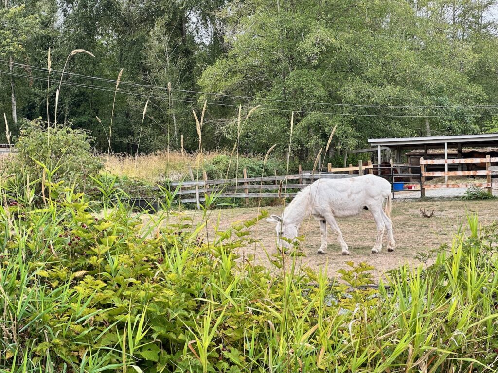 White donkey